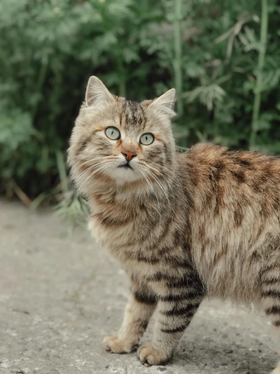 a cat standing on gravel in front of green bushes