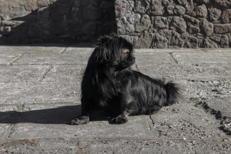 the small black dog is sitting down on the concrete