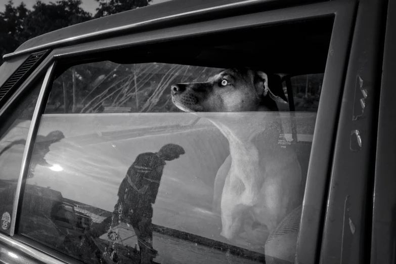 a dog sticking its head out a car window