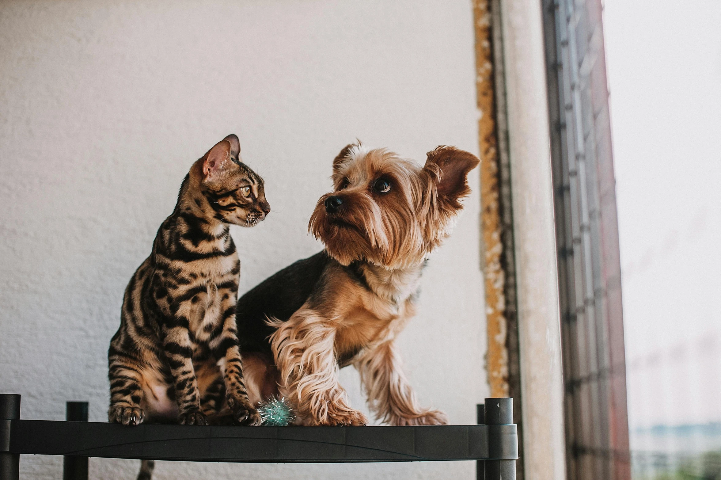 there is a dog and cat sitting on a table