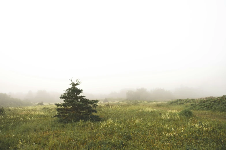 a tree in the middle of a grassy field