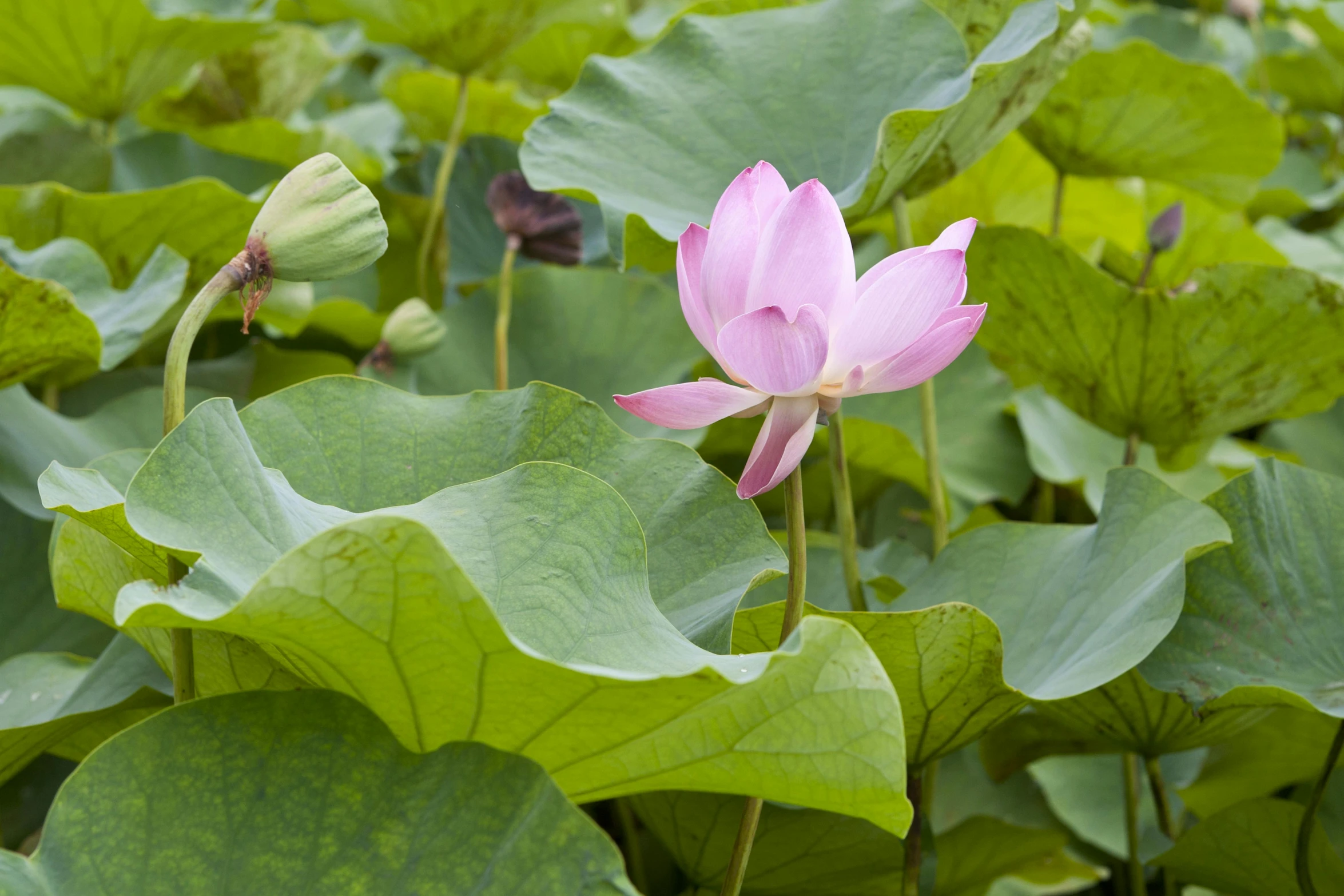 there is a large pink lotus flower blooming in the middle of a field