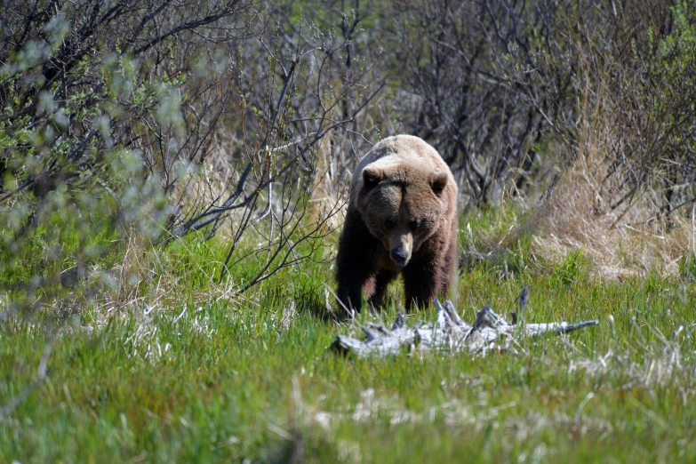 a large brown bear walking in the grass