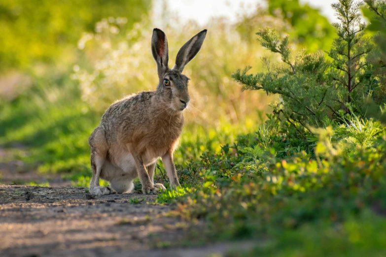 a brown bunny stands on the dirt road