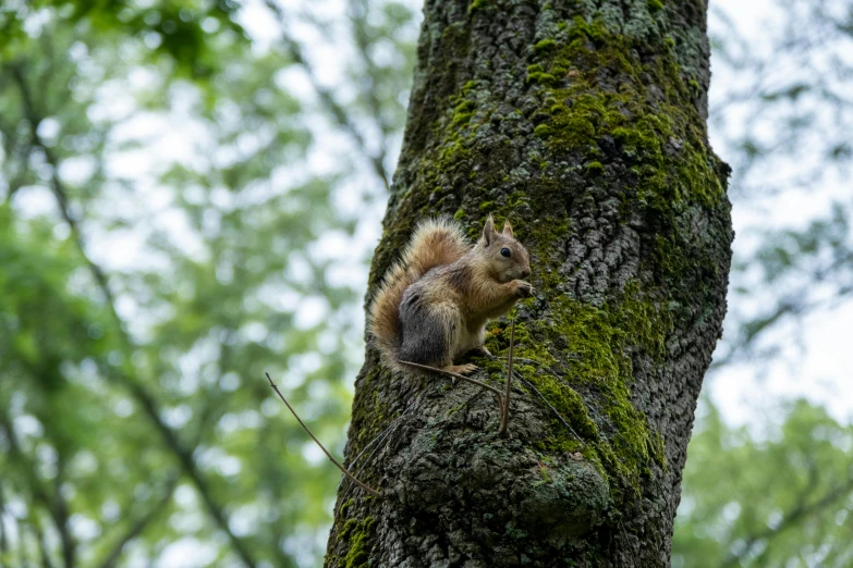 the squirrel is peeking out from behind the tree