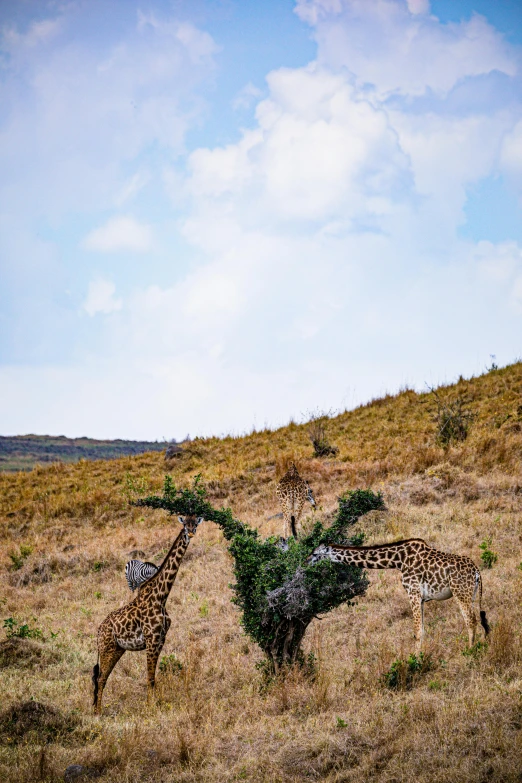 two giraffes eating from a tree on a hill