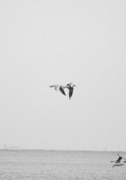 a flock of birds flying across a gray sky above the ocean