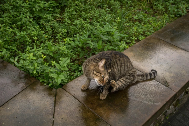 the cat is drinking water from the spout