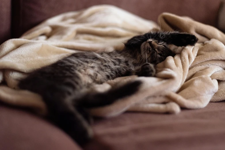 the cat is sleeping on the soft blanket