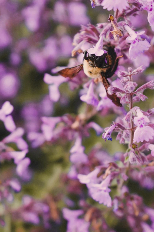 bee in a purple garden of flowers and shrubs