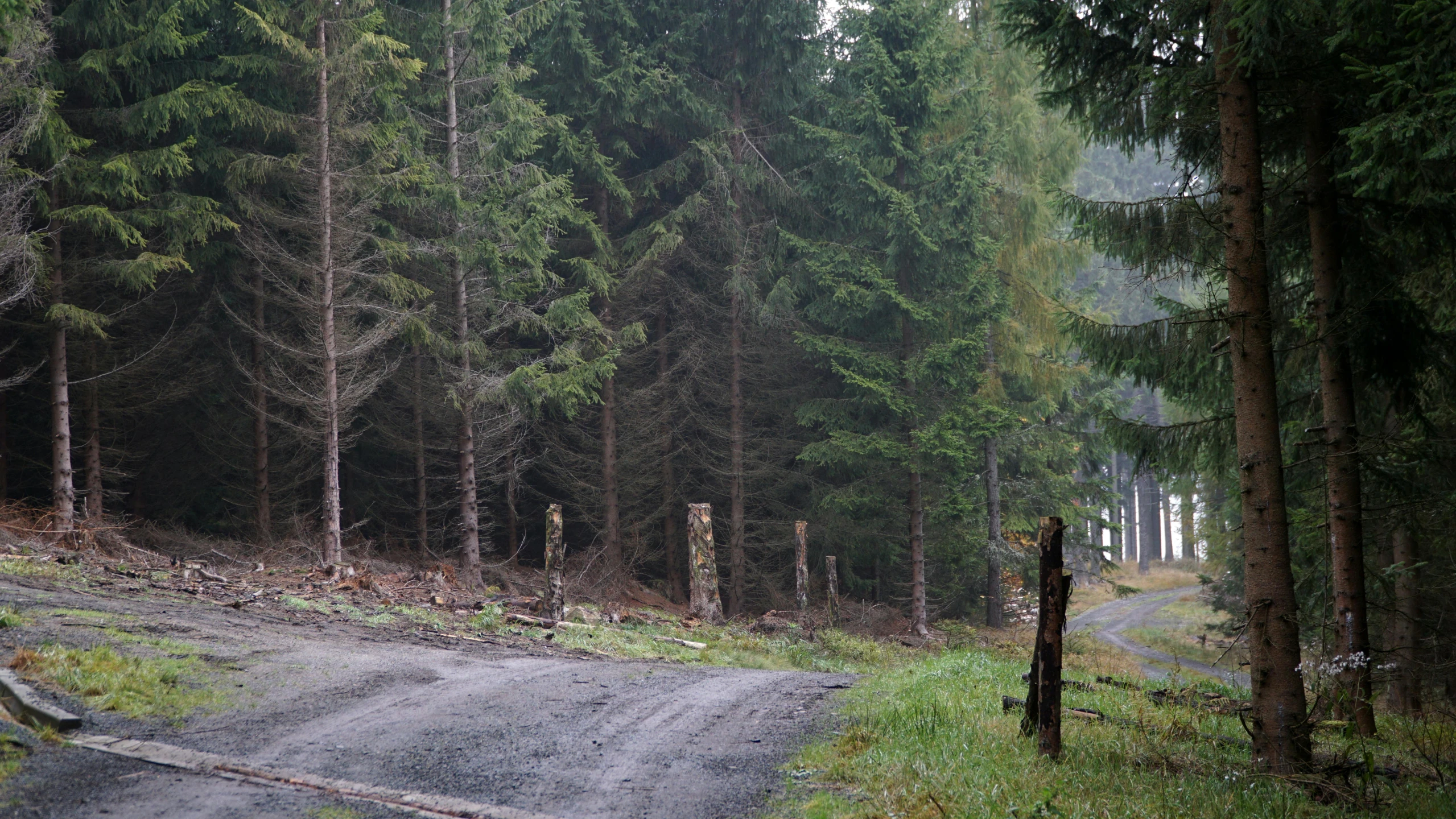 a road is going down a hill in the woods