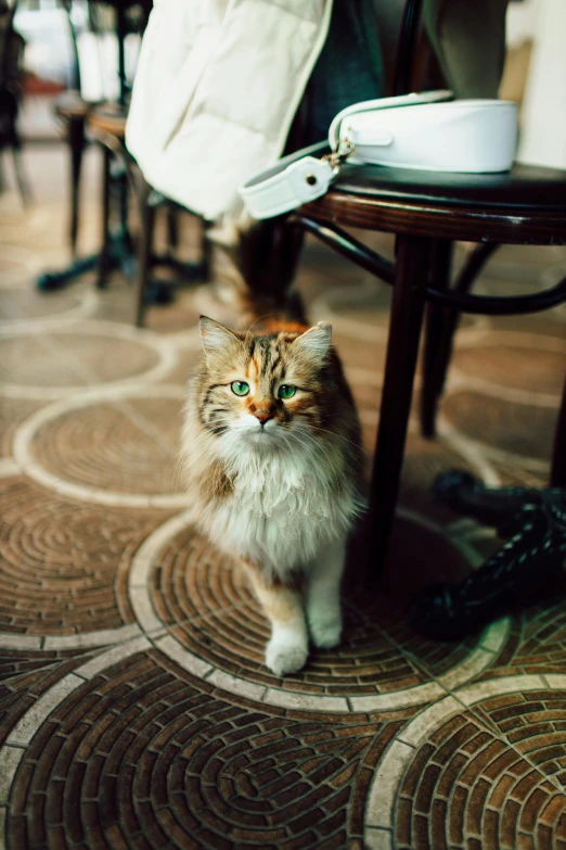 cat staring at soing next to a chair