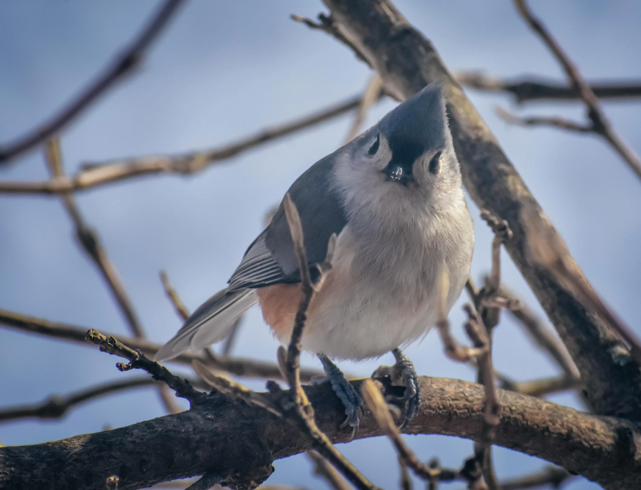 a bird sitting on the nch of a tree