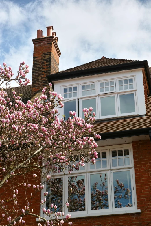 there is a tall tree with pink flowers in front of a house