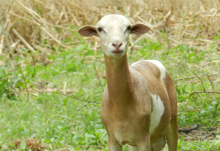 a small brown and white sheep standing on a lush green field