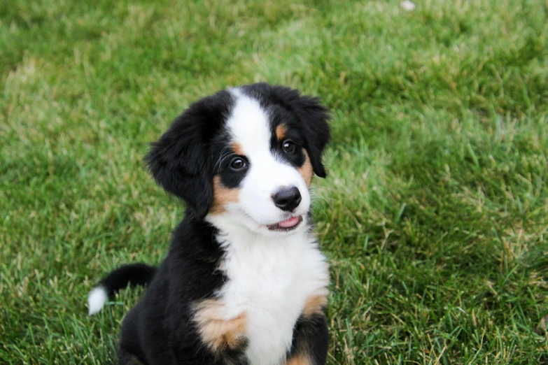 a little puppy sits on the ground and stares into the camera