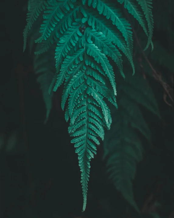 a green plant is hanging from a tree