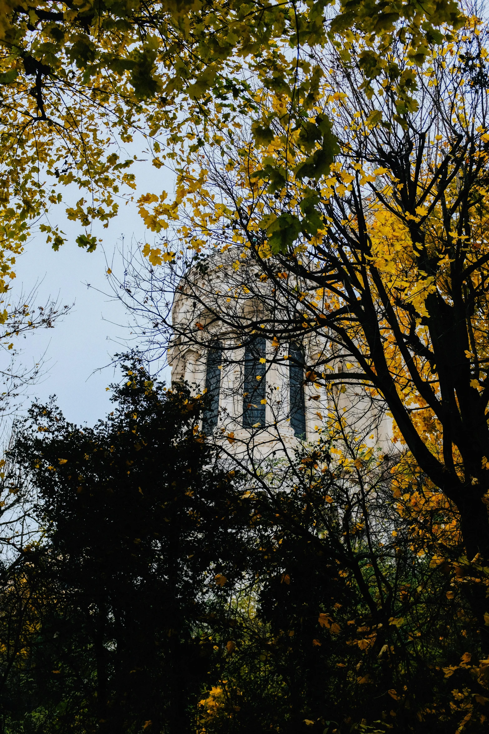 an image of a city park through the trees