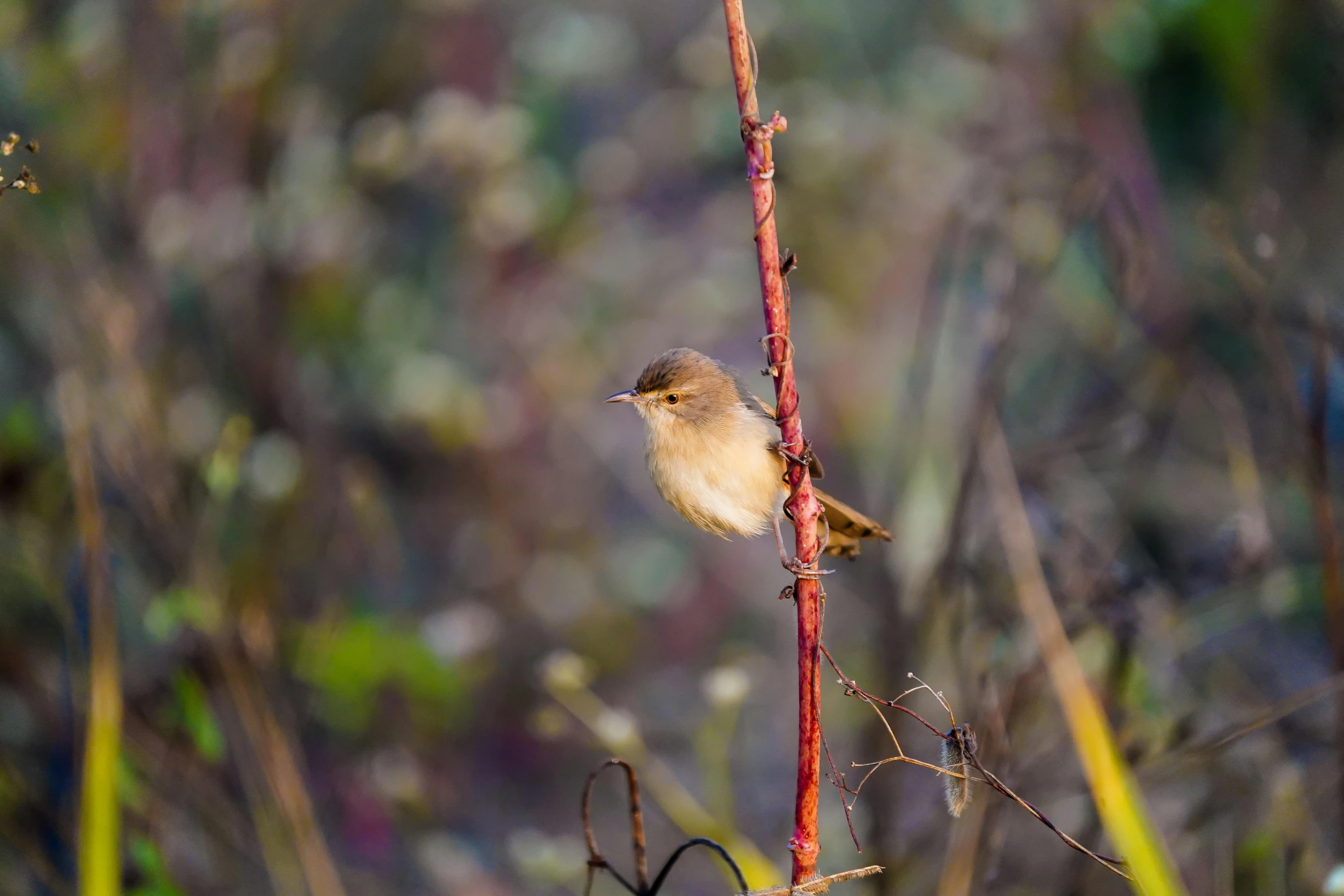 small bird perched on a red stick in the woods