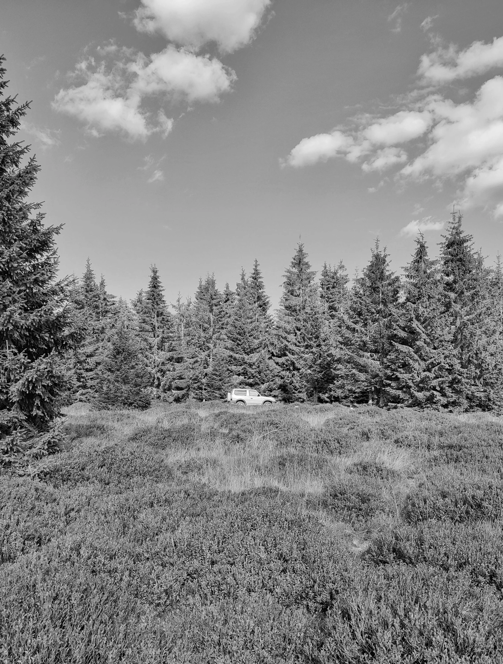 a field with grass, trees and a white truck