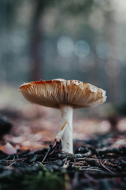 a small mushroom on the ground outside