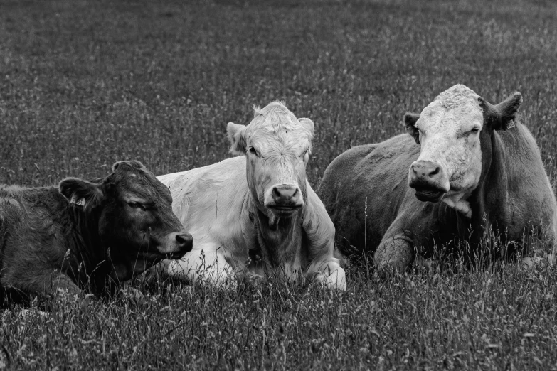 three cows in a grassy field with an ostrich behind them