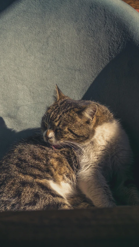 a cat lays on the couch and relaxes