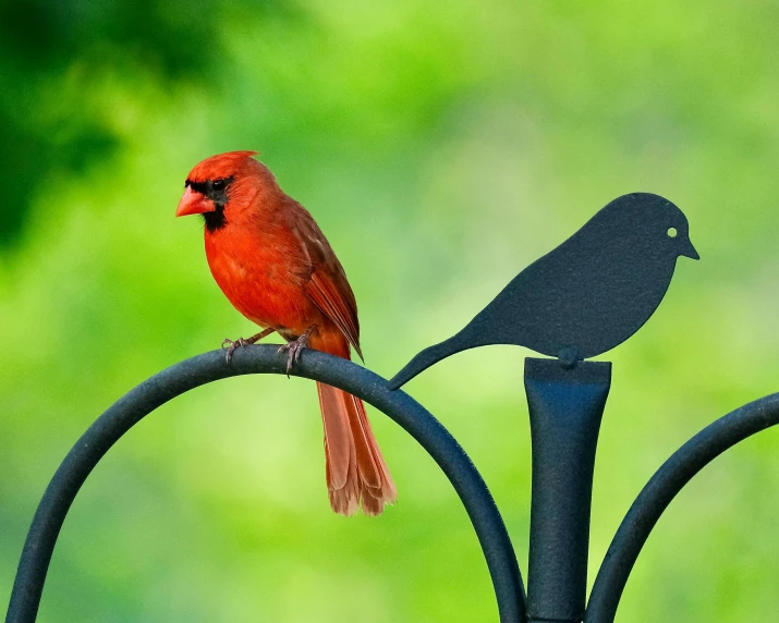 a couple of small birds sitting on top of a metal pole