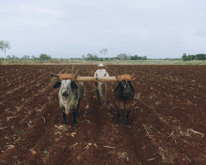 there is a person sitting in the plow with two cows