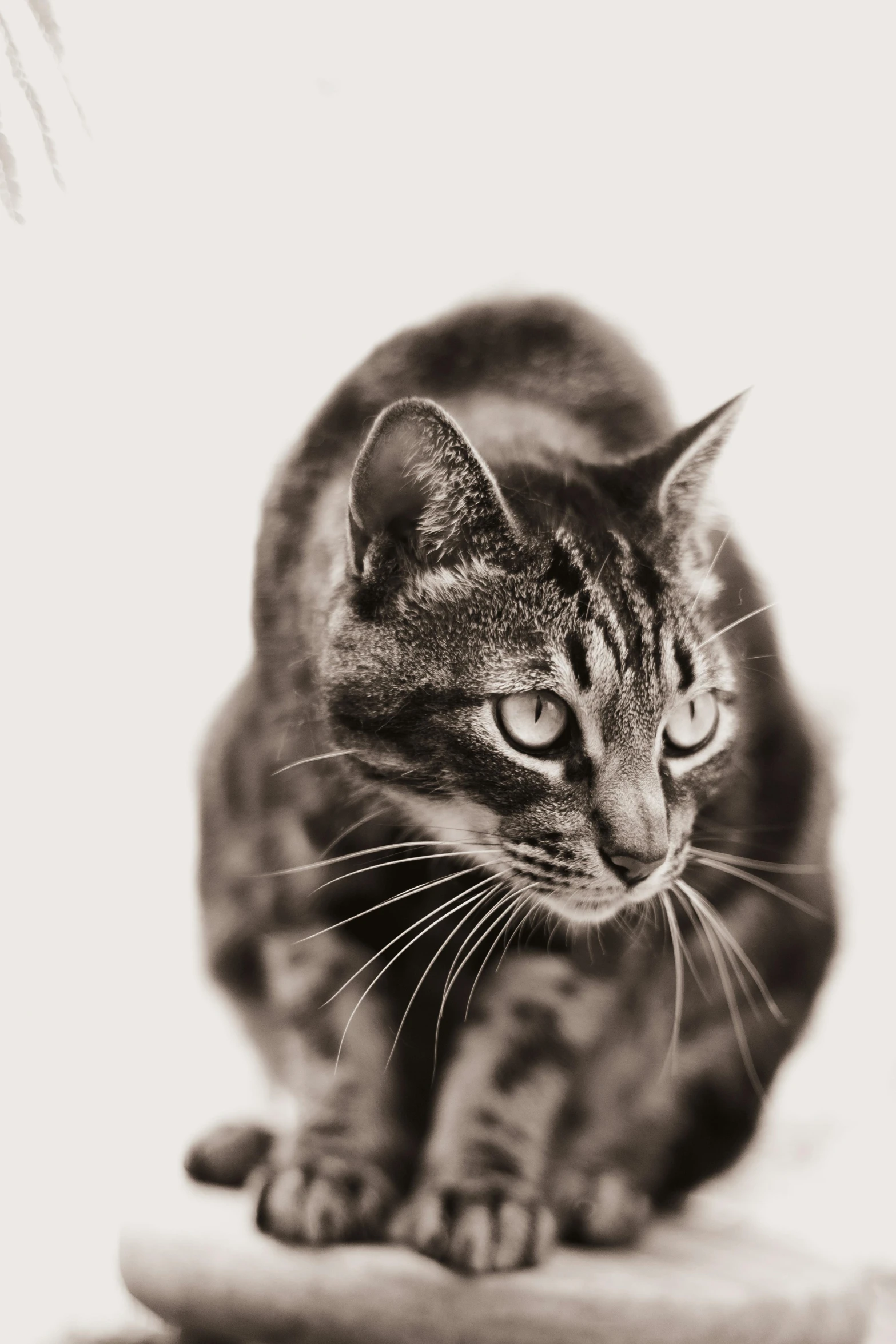 a cat sitting on a chair in a room