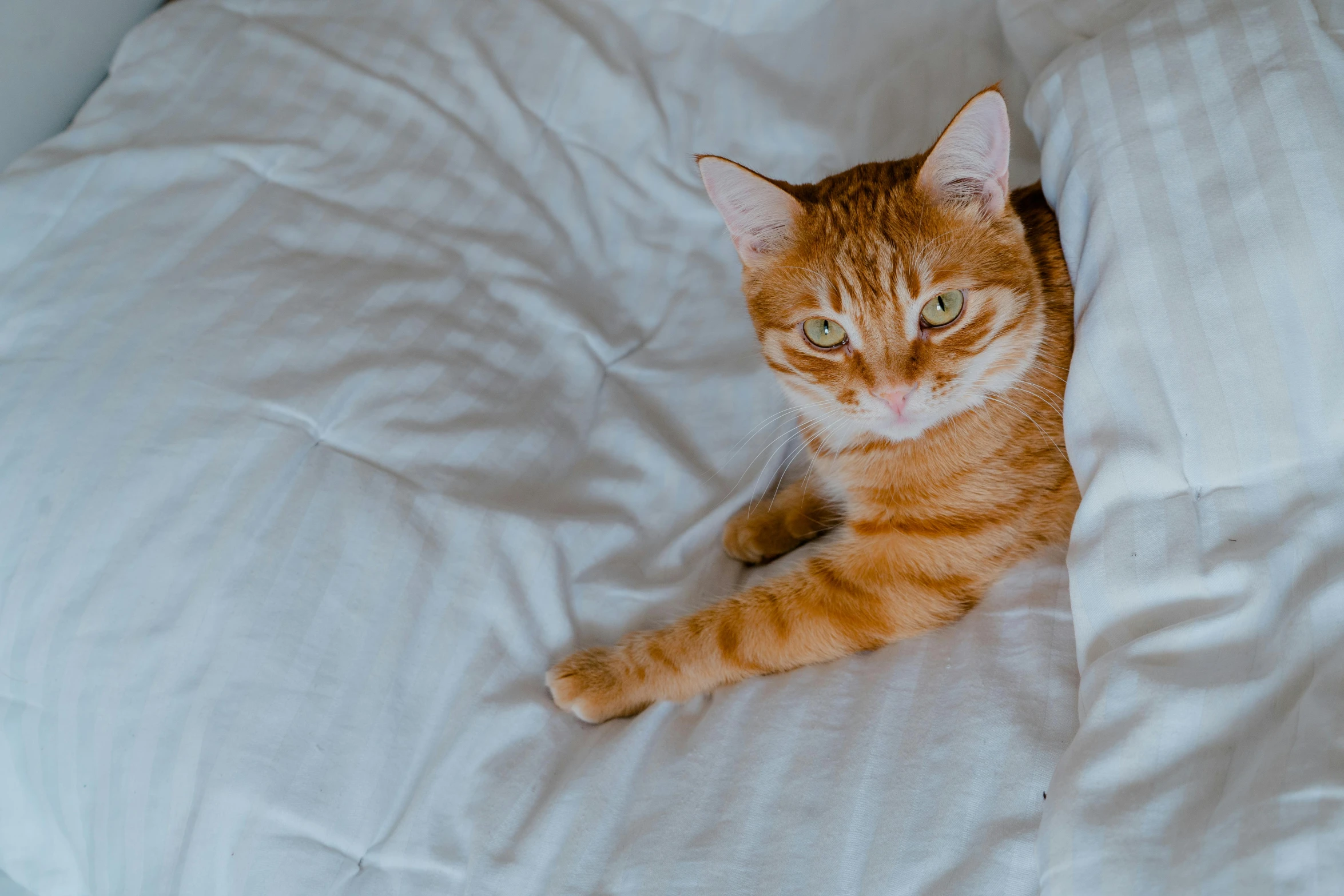 a little cat lying in the bed with his paw on a pillow