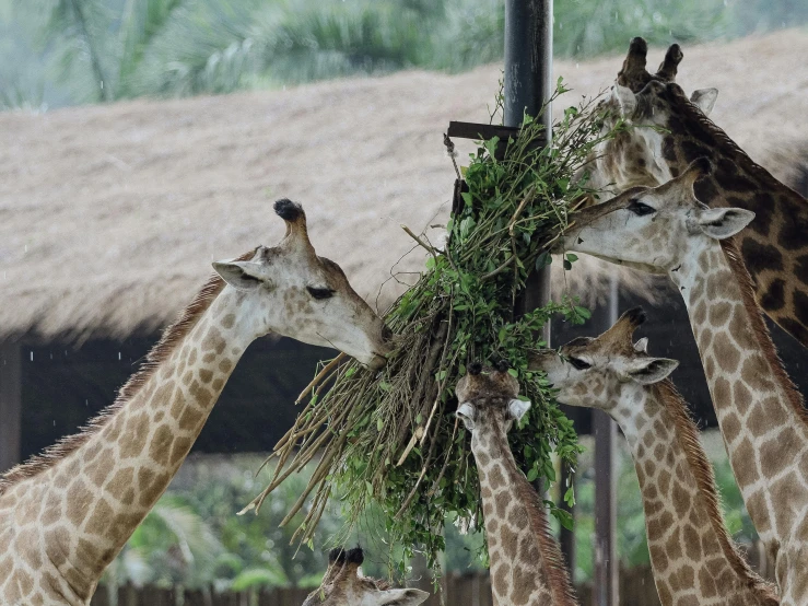 five giraffes eating leaves from an electric pole