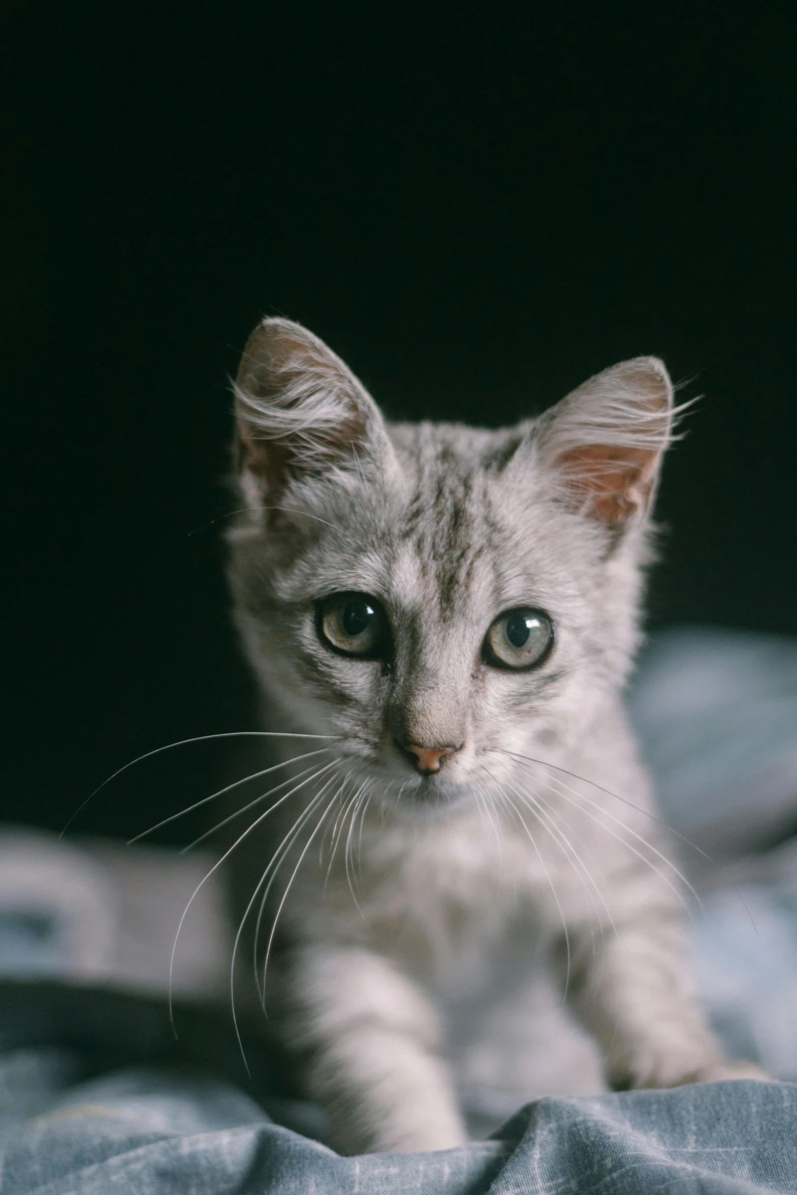 a small kitten with white eyes is walking on a bed