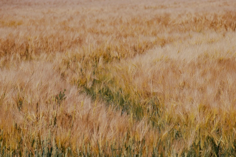 a small giraffe walking through a field of tall dry grass