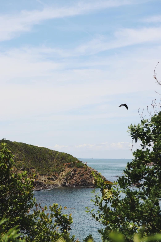 birds are flying over a small, wooded island