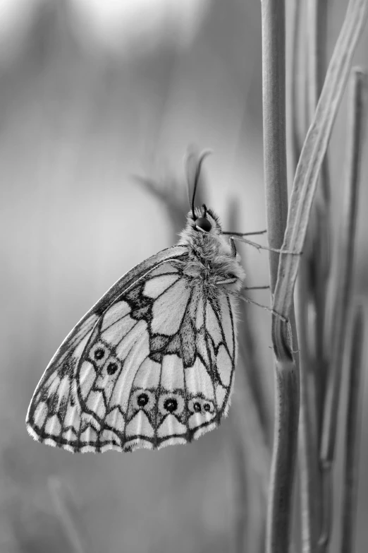 a black and white image of a erfly on a tall stem