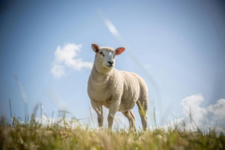 a white sheep is standing in a grassy field