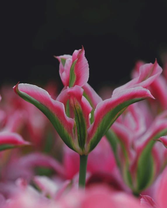 the pink flowers are in bloom by each other