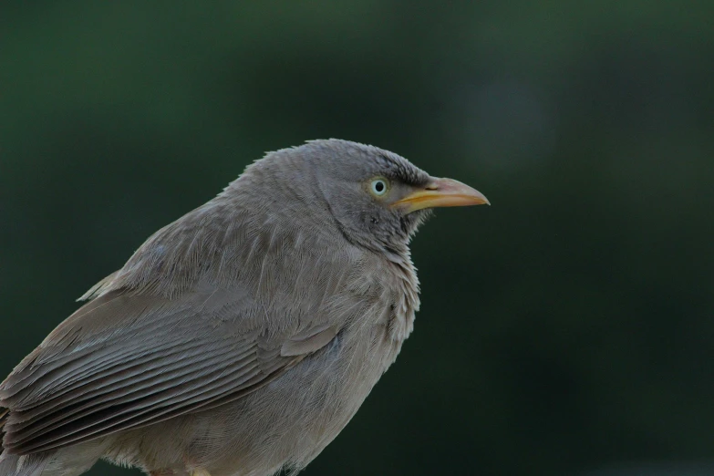 the small bird is perched on the fence post