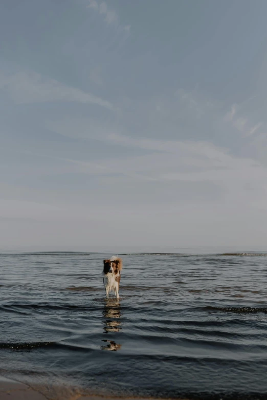 there is a dog that is in the ocean