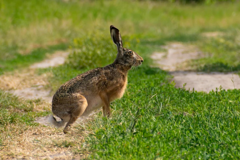 a rabbit on a trail staring in the direction