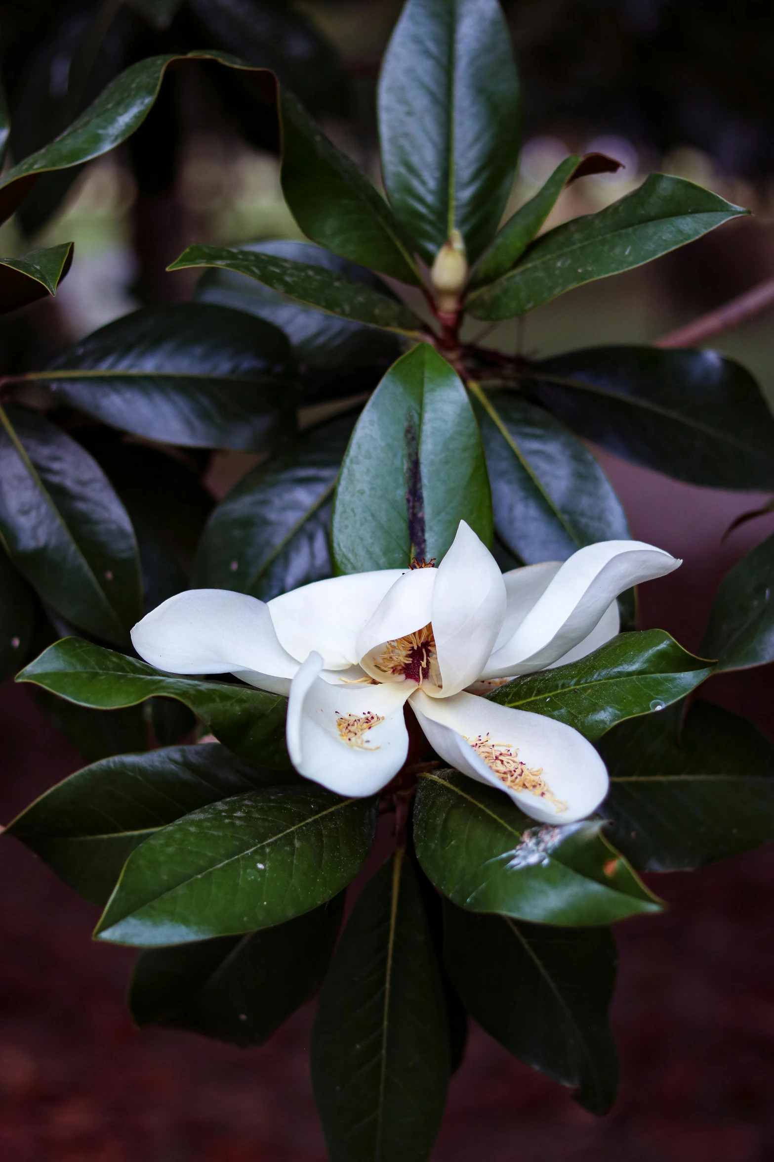 a large white flower with green leaves and red center