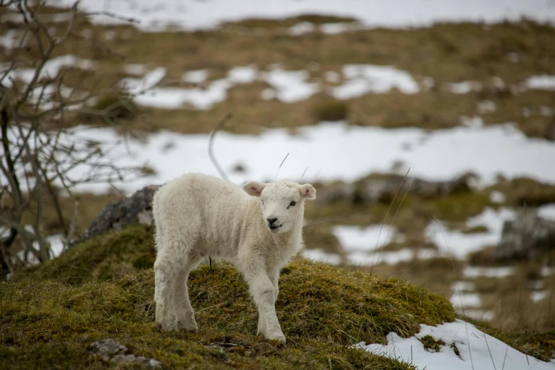 a young lamb is standing alone on the hillside