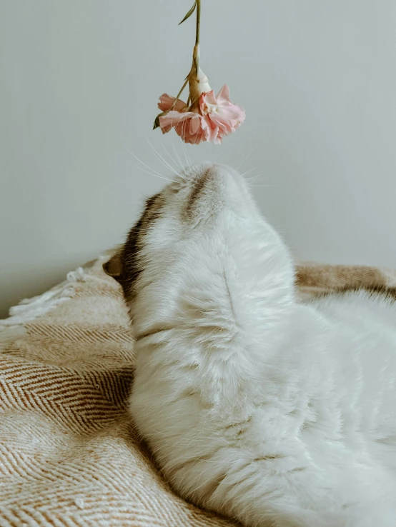 a white cat on its back laying down and sniffing the flowers