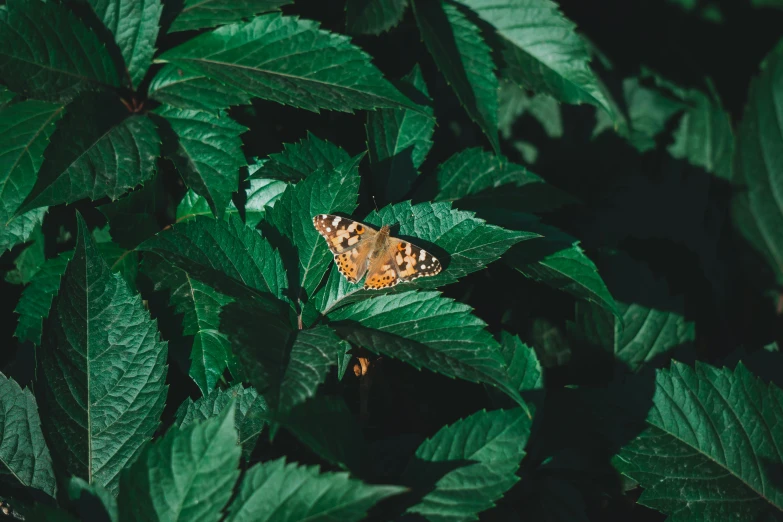 a erfly sitting on top of green leaves