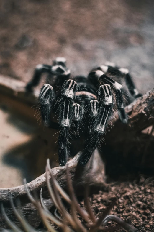 several black tarabee sitting on top of a nch