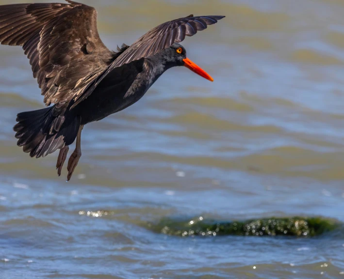 a bird with a very long beak flies over the water
