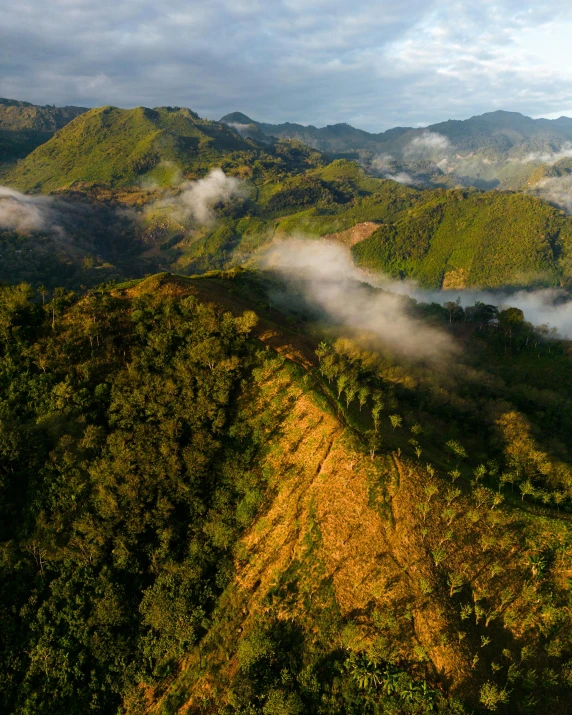 the view from the top of the hill to the rainforest area