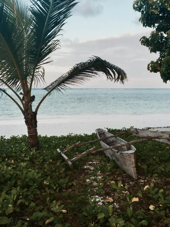 the boat is resting on the beach next to the palm tree