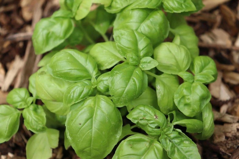 a close up s of small, fresh basil sprouts